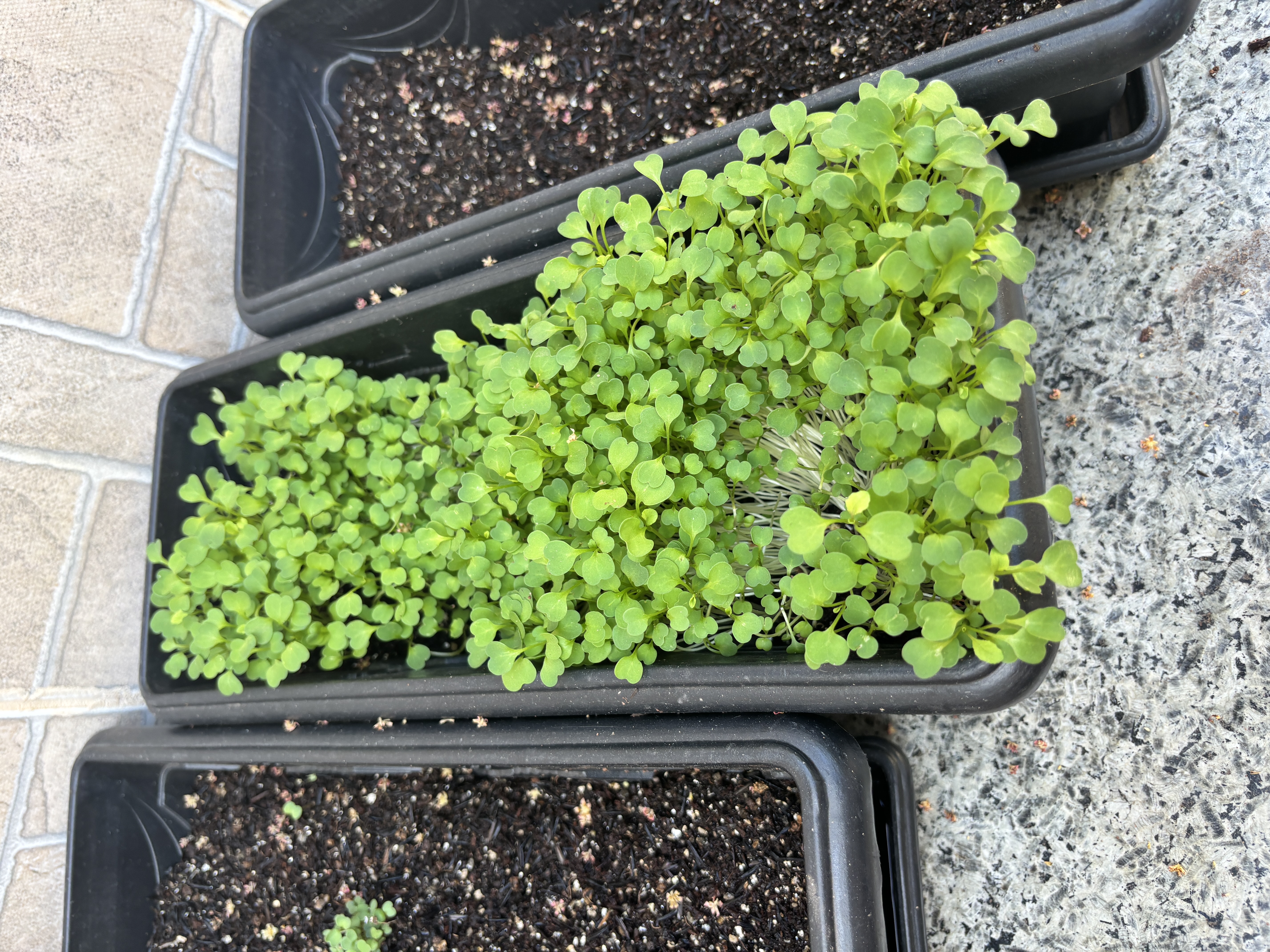 Germinación de plantas